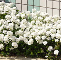 White Amara Empress Candytuft Seeds for Elegant White Flowers