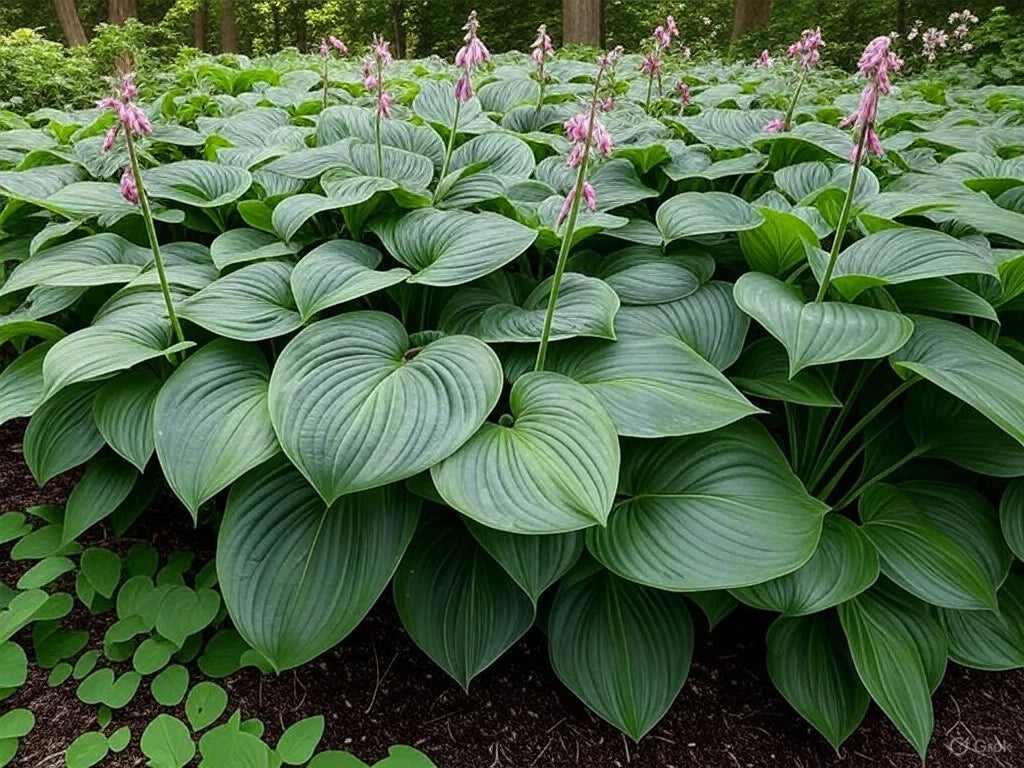 Hosta Perennial Flower seeds for Planting - Easy to Grow, Heirloom & GMO Free Seeds for Home Garden