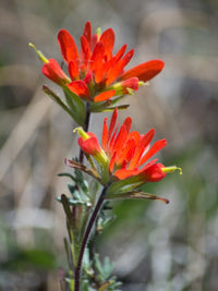 Castilleja Coccinea Seeds for Planting in Wildflower Garden and Meadow