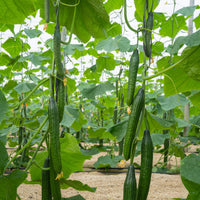 Young English cucumber seedlings in garden bed