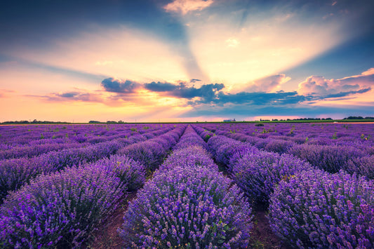 True English Lavender Vera Seeds for Garden Planting