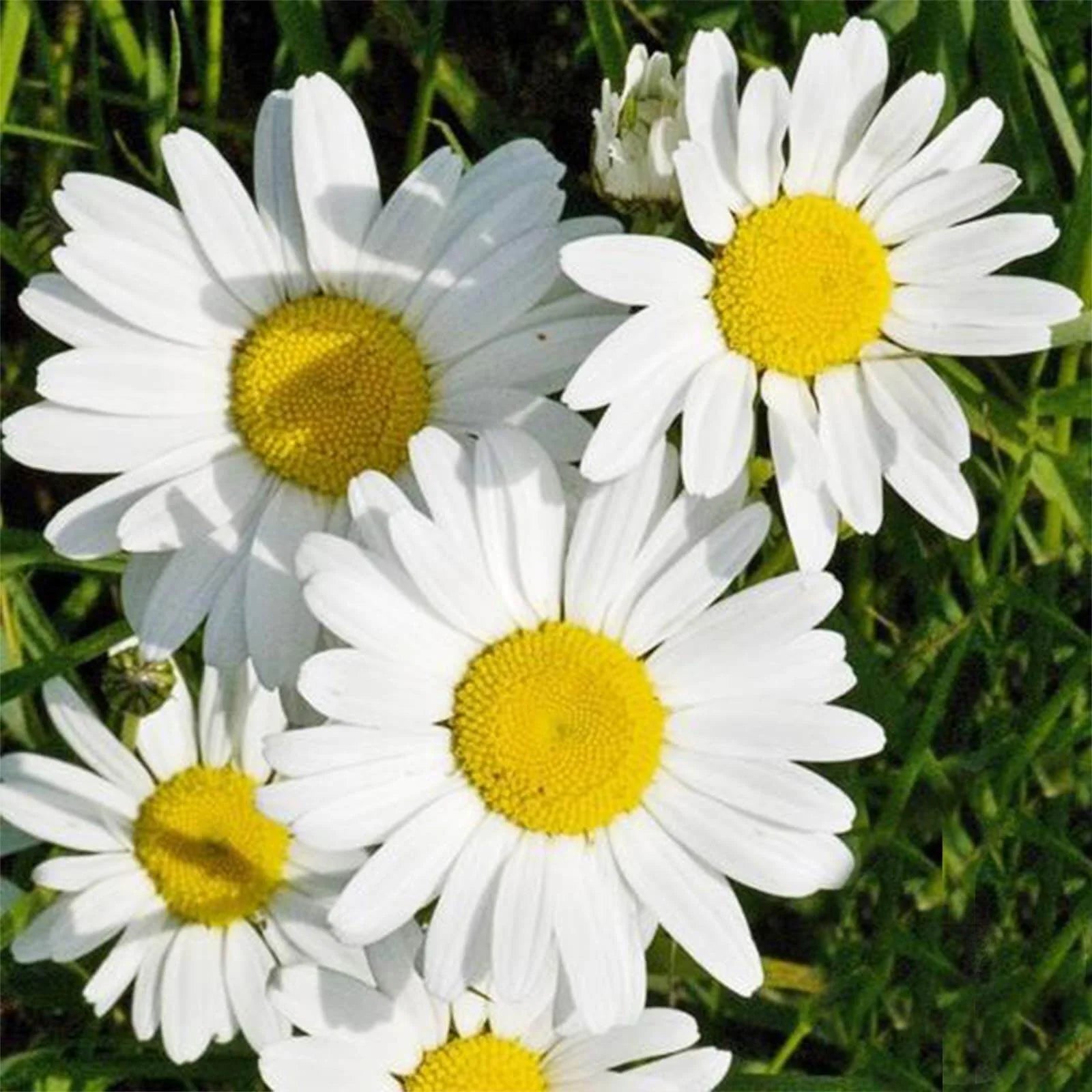 Leucanthemum Flower seeds for Planting - Vibrant Colors, Heirloom & GMO Free Seeds for Home Garden