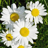 Leucanthemum Flower seeds for Planting - Vibrant Colors, Heirloom & GMO Free Seeds for Home Garden