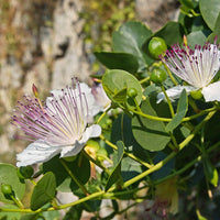 White Pink Capparis Spinosa Seeds for Planting  Ideal for Gardens and Pots with Unique Blooms
