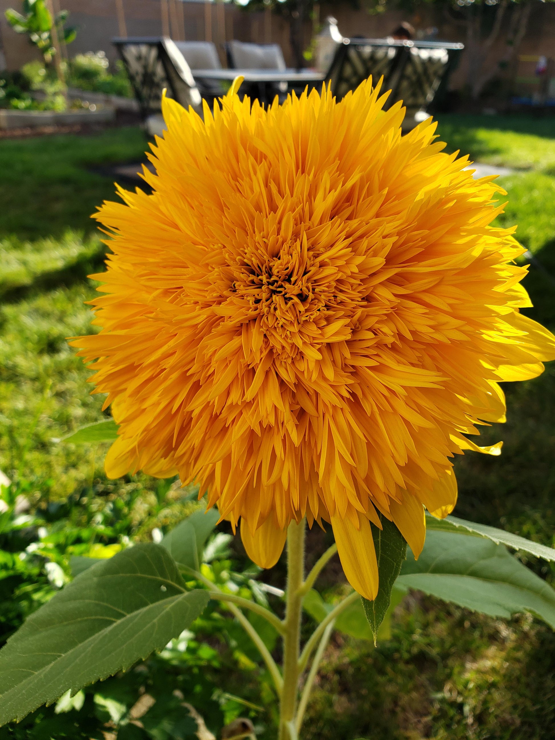 Yellow Honey Bear Flower seeds for Planting Easy to Grow Heirloom & GMO Free Seeds for Home Garden
 
 Sale