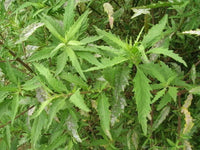 Close-Up of Epazote Leaves in Garden Setting