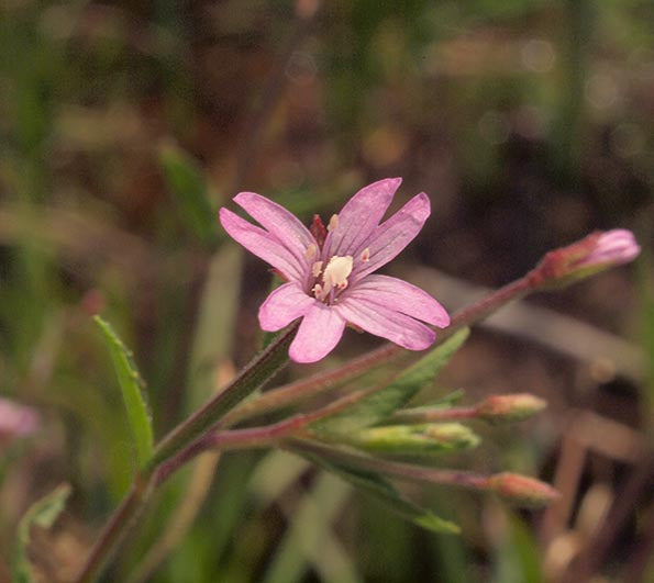 Epilobium Glandulosum Flower seeds for Planting - Easy to Grow, Heirloom & GMO Free Seeds for Home Garden