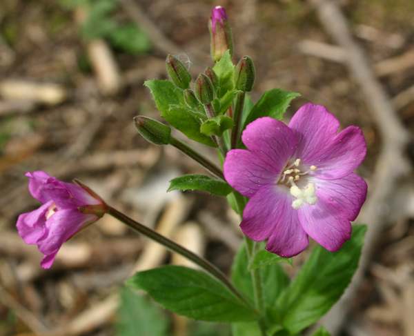 Willowherb Flower Seeds for Vibrant Garden Spaces - Seed for Natural Beauty