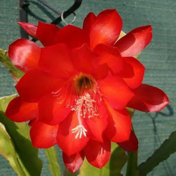 Red Epiphyllum Flower seeds for Planting Shade Tolerant Heirloom & GMO Free Seeds for Home Garden