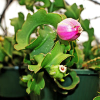 Guatemalan Monstrose Flower seeds for Planting - Low Maintenance, Heirloom & GMO Free Seeds for Home Garden