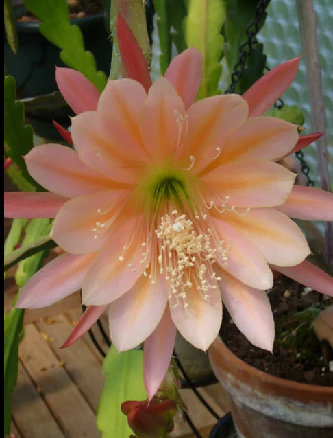 Yellow Epiphyllum Flower Planting Seeds