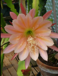 Yellow Epiphyllum Flower Planting Seeds