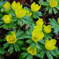 Hyemalis Flower seeds for Planting - Seasonal Bloomer, Heirloom & GMO Free Seeds for Home Garden
