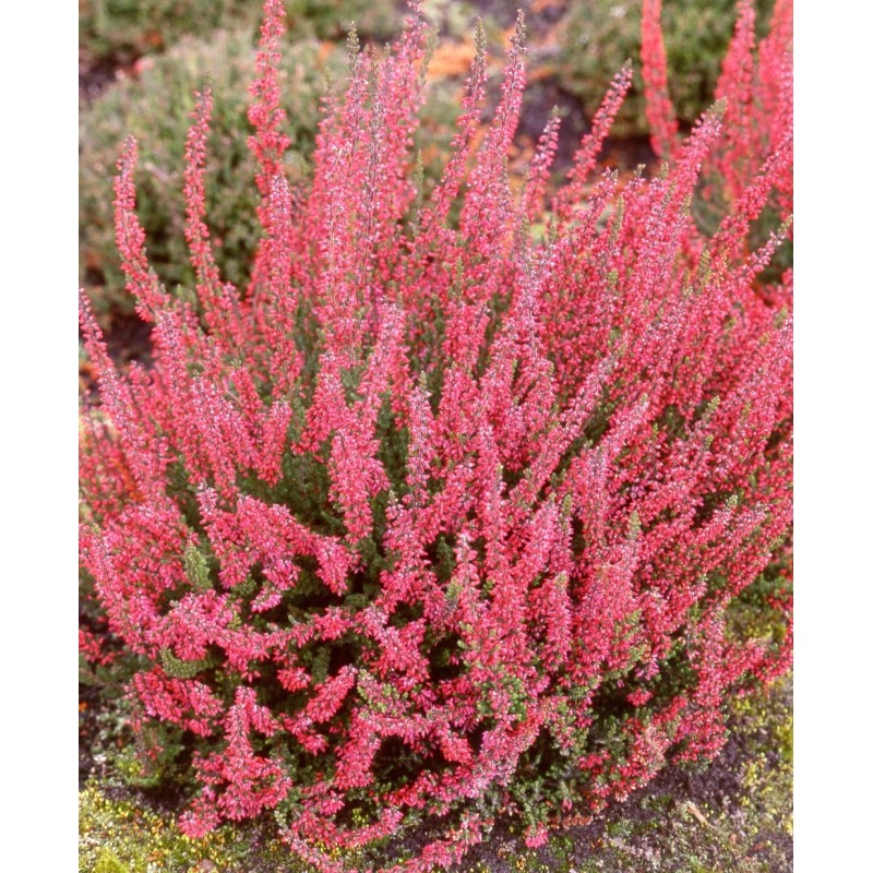 Calluna Vulgaris Flower Planting Seeds - Vibrant Perennial Garden Seeds for Your Outdoor Space