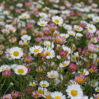 Pink White Karvinskianus Flower seeds for Planting - Perfect for Borders, Heirloom & GMO Free Seeds for Home Garden