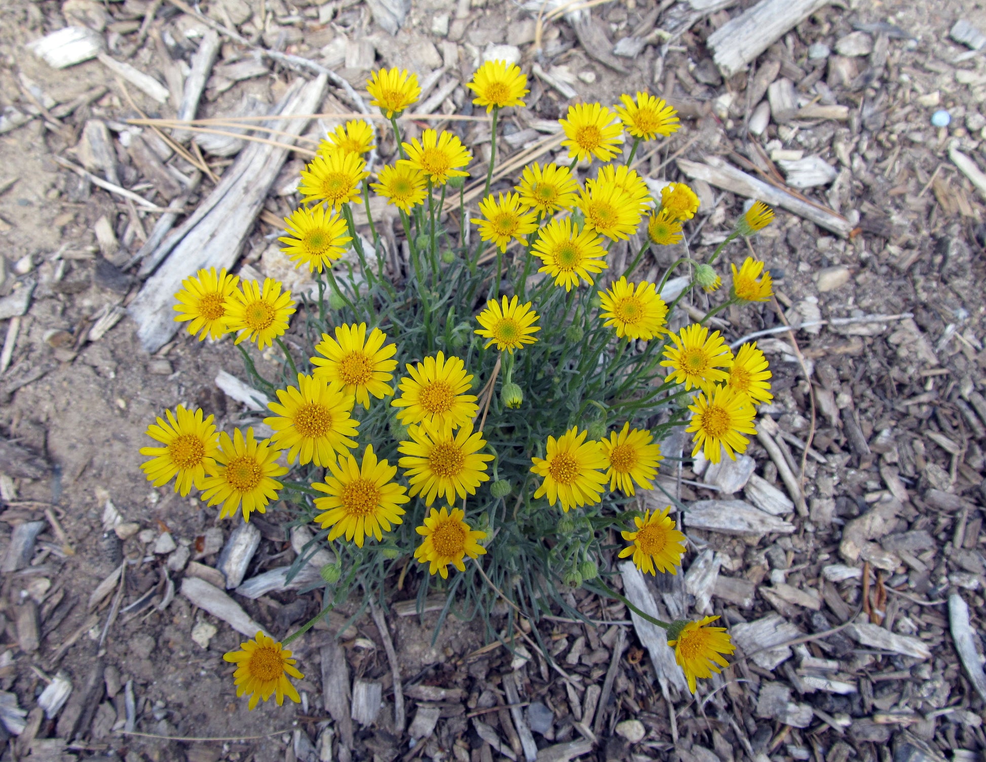 Yellow Erigeron Flower seeds for Planting Colorful Display Heirloom & GMO Free Seeds for Home Garden 
 
 Sale