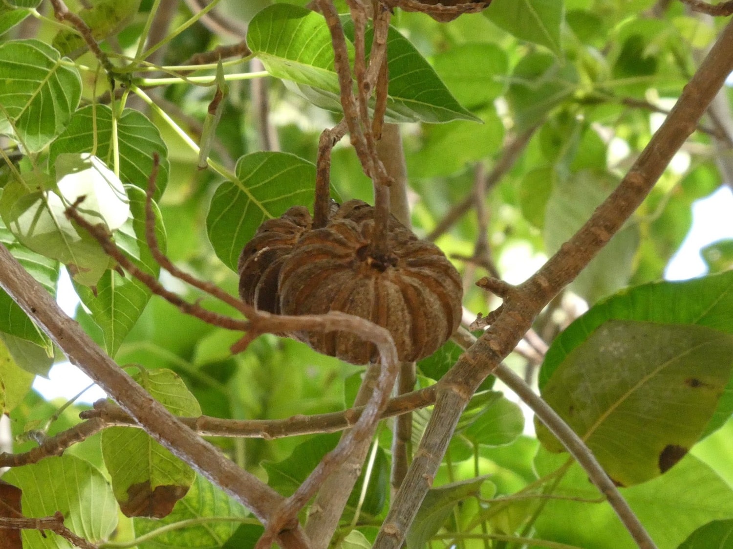 Hura Crepitans Seeds for Planting - Grow Your Own Sandbox Tree