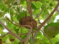 Hura Crepitans Seeds for Planting - Grow Your Own Sandbox Tree