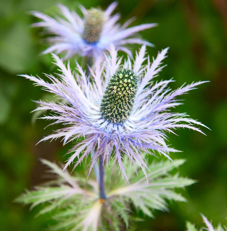 Blue Eryngium Alpinum Flower seeds for Planting - Premium Quality, Heirloom & GMO Free Seeds for Home Garden