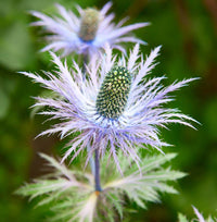 Blue Eryngium Alpinum Flower seeds for Planting - Premium Quality, Heirloom & GMO Free Seeds for Home Garden
