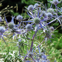 Eryngium Planum Flower seeds for Planting - Easy to Grow, Heirloom & GMO Free Seeds for Home Garden