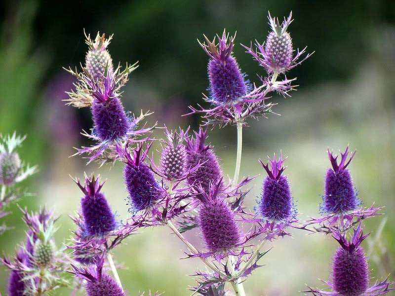 Purple Eryngium Flower seeds for Planting Premium Quality Heirloom & GMO Free Seeds for Home Garden 
 
 Sale