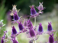 Purple Eryngium Flower seeds for Planting Premium Quality Heirloom & GMO Free Seeds for Home Garden 
 
 Sale