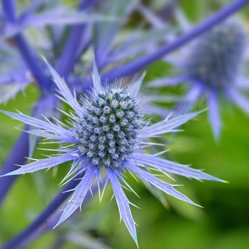 Blue Eryngium Flower seeds for Planting - Easy to Grow, Heirloom & GMO Free Seeds for Home Garden