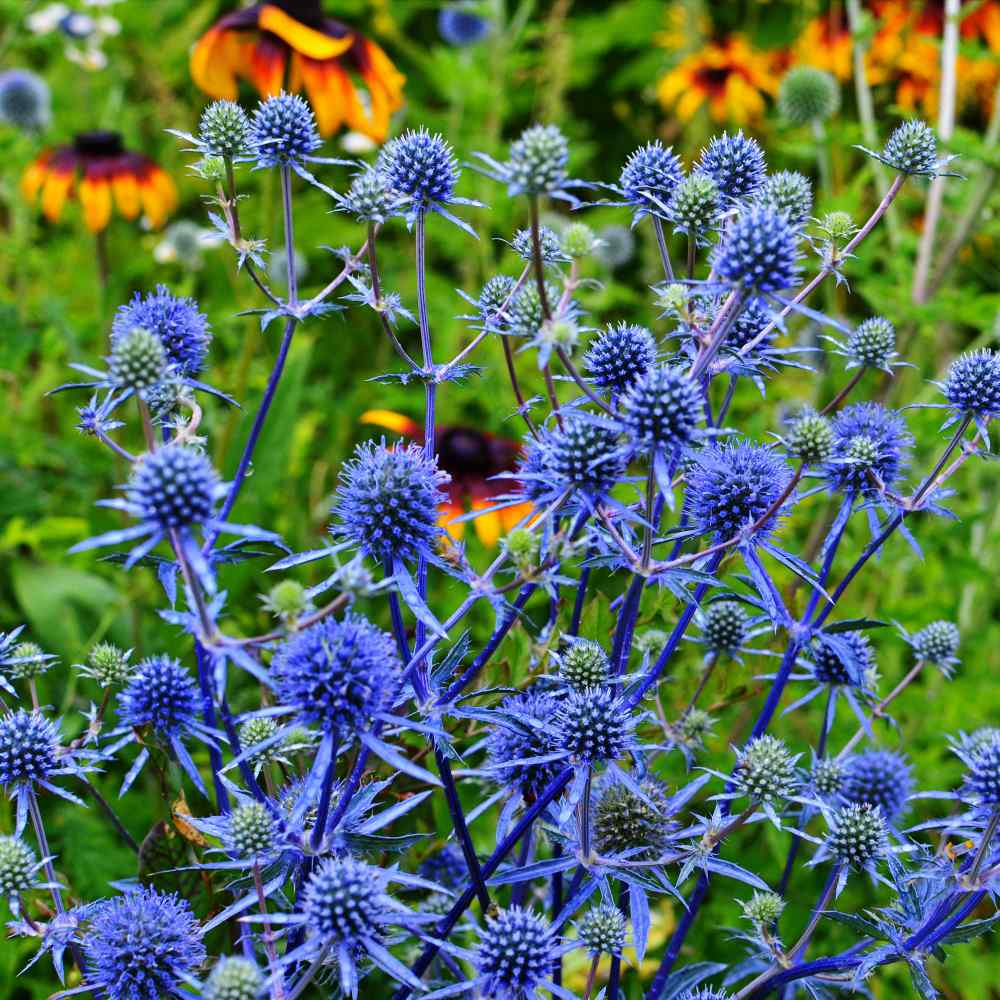 Alpinum Flower seeds for Planting Bright Blooms Heirloom & GMO Free Seeds for Home Garden