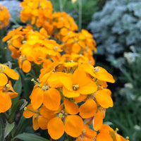 Easy to grow Erysimum Aliionii seeds for containers and landscapes
