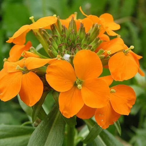Erysimum Flower seeds for Planting Wildflower Mix Heirloom & GMO Free Seeds for Home Garden 
 
 Sale