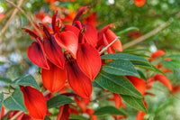 Erythrina Crista Galli Flower Seeds in Orange - Flower seeds for Planting - Easy to Grow, Heirloom & GMO Free Seeds for Home Garden
