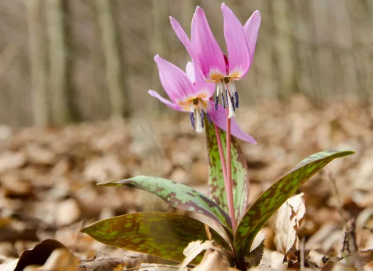 Violet Tooth Flower seeds for Planting - Drought Tolerant, Heirloom & GMO Free Seeds for Home Garden