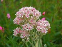 Erythrostictum Pink flower seeds for vibrant garden blooms
