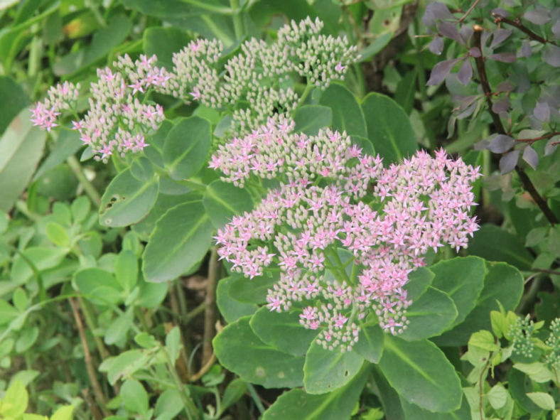 Easy to grow Erythrostictum Pink seeds for containers and gardens
