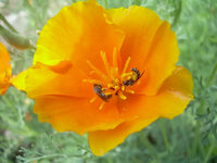 Eschscholzia Flower seeds for Planting - Hardy Variety, Heirloom & GMO Free Seeds for Home Garden