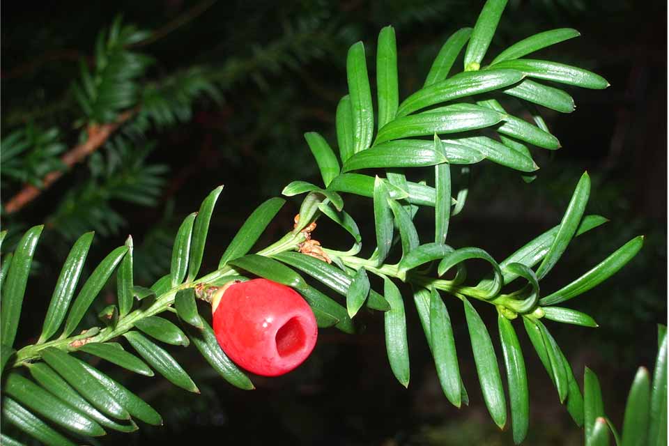 Taxus Baccata Planting Seeds for Thriving Yew Growth in Your Garden  Seed for Lush Foliage and Timeless Elegance