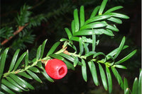 Taxus Baccata Planting Seeds for Thriving Yew Growth in Your Garden  Seed for Lush Foliage and Timeless Elegance