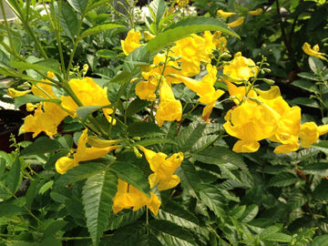 Esperanza Flower seeds for Planting Wildflower Mix Heirloom & GMO Free Seeds for Home Garden