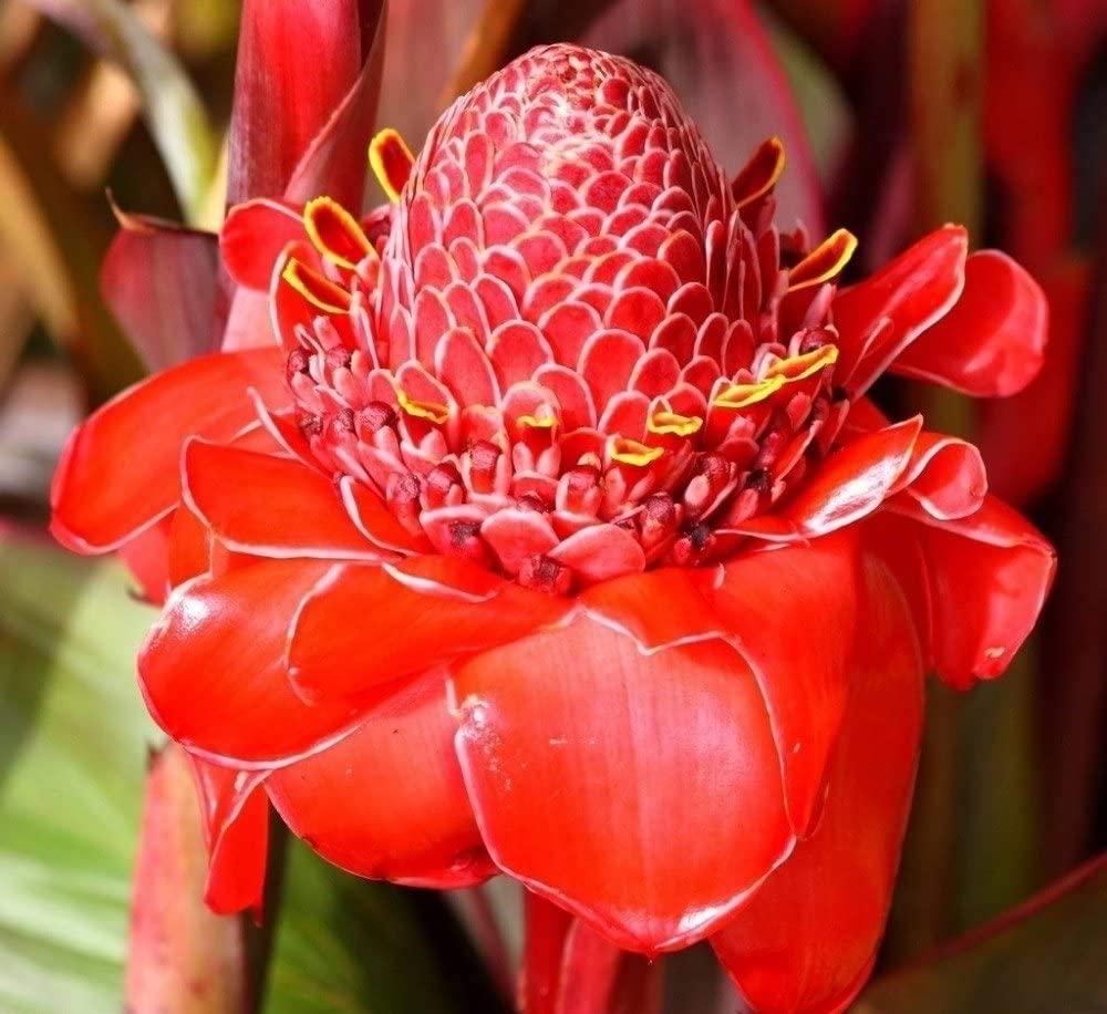Etlingera Elatior plant growing in pots