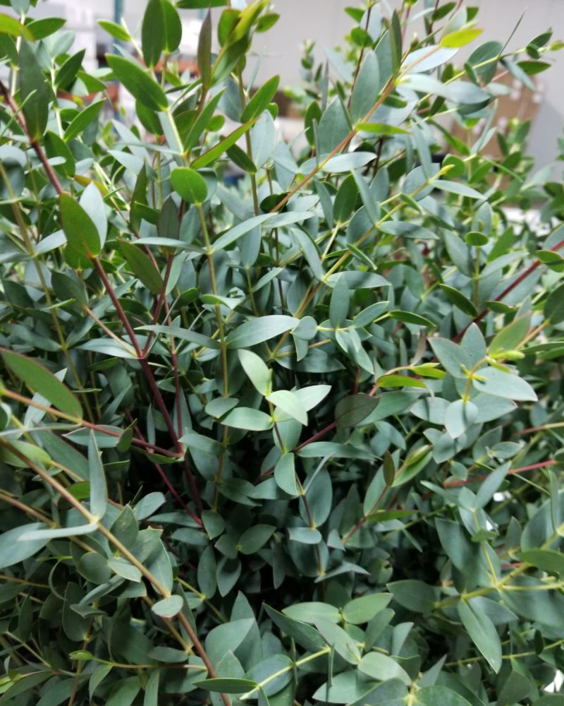 Green Eucalyptus Parvifolia Flower seeds for Planting - Sun Loving, Heirloom & GMO Free Seeds for Home Garden
