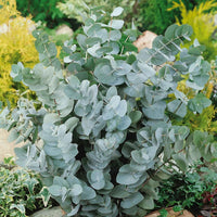 Eucalyptus Cinerea, Silver Dollar Flower seeds for Planting - Drought Tolerant, Heirloom & GMO Free Seeds for Home Garden