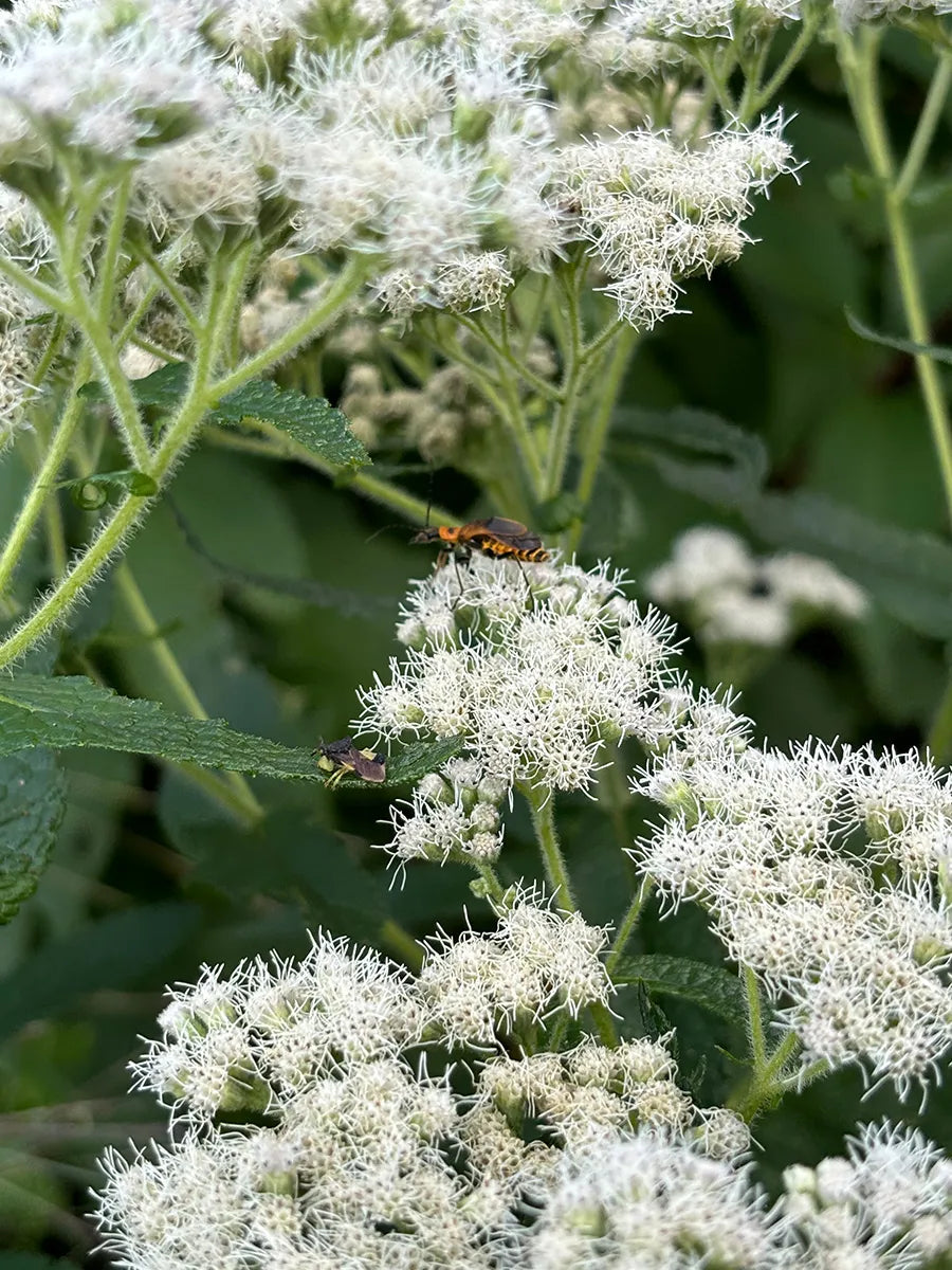 White Eupatorium Perfoliatum Planting Seeds