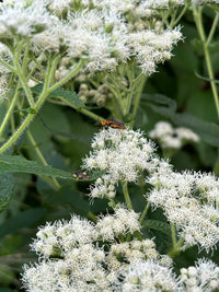 White Eupatorium Perfoliatum Planting Seeds