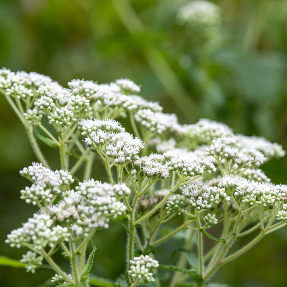 White Eupatorium Perfoliatum Flower seeds for Planting - Vibrant Colors, Heirloom & GMO Free Seeds for Home Garden