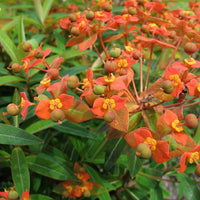 Fireglow Flower seeds for Planting Bright Blooms Heirloom & GMO Free Seeds for Home Garden