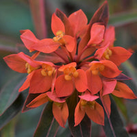 Euphorbia Griffithii Flower seeds for Planting - Seasonal Bloomer, Heirloom & GMO Free Seeds for Home Garden