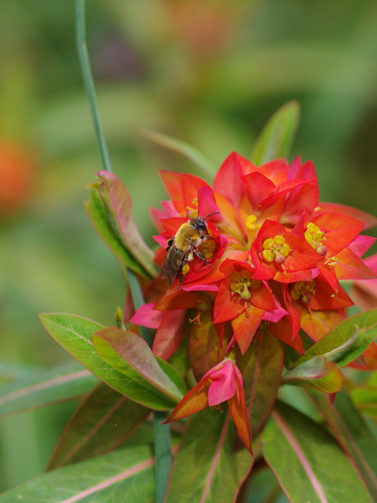 Euphorbia Griffithii Flower seeds for Planting - Compact Growth, Heirloom & GMO Free Seeds for Home Garden