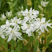 White Euphorbia Marginata for Beautiful Landscaping - Seeds for Vibrant Greenery