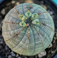 Euphorbia Obesa Baseball Flower seeds for Planting Long Bloom Season Heirloom & GMO Free Seeds for Home Garden